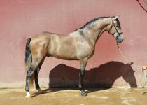 SILVANO 30-7-15 054 (Copiar)